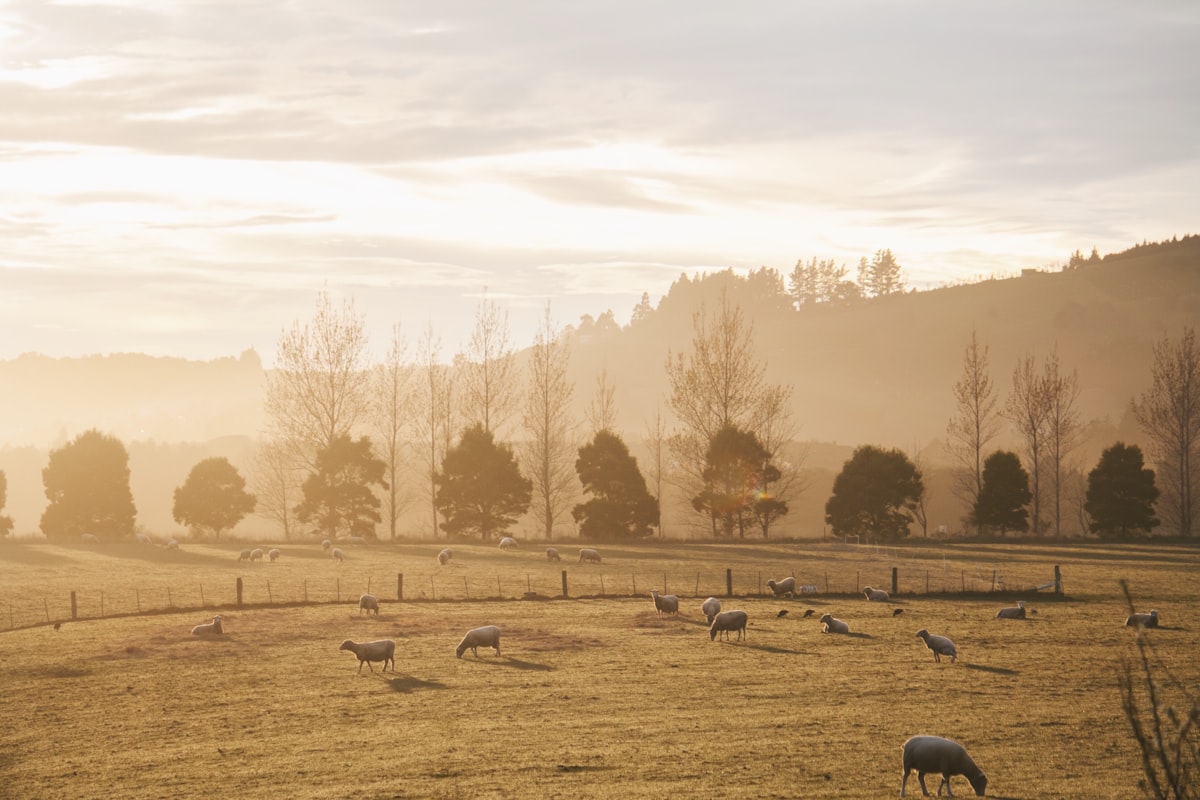 Australian pastures where our lamb is raised